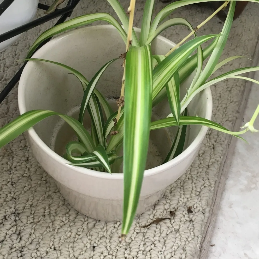 Spider Plant Cuttings photo 1