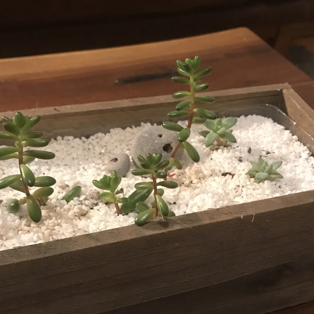 Succulents In Wooden Container photo 4