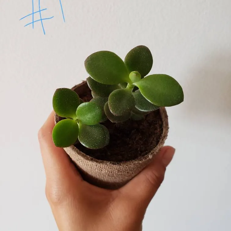 🌿Jade Babies - Repotted photo 6