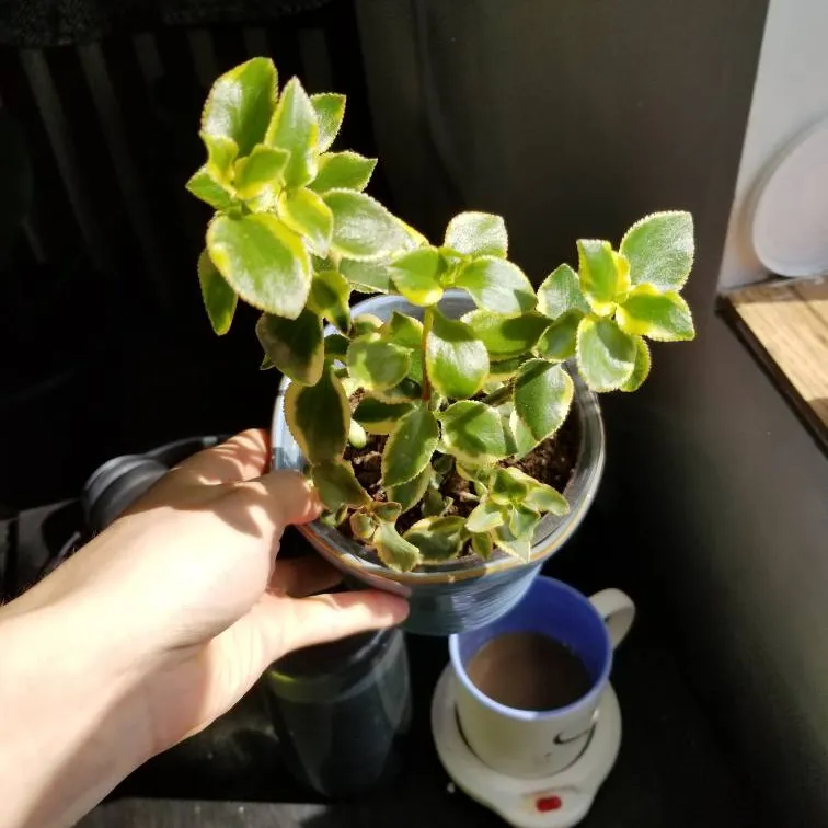 Succulent Plant Baby photo 1