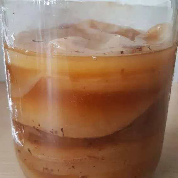 Black/green Tea SCOBY - FREE With Pick Up photo 1