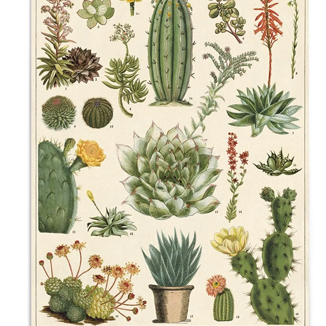Cacti And Succulents Print photo 3