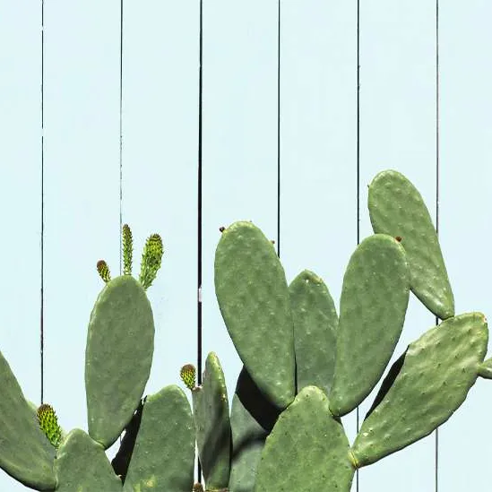 Prickly Pear Cactus (Opuntia ellisiana) photo 1