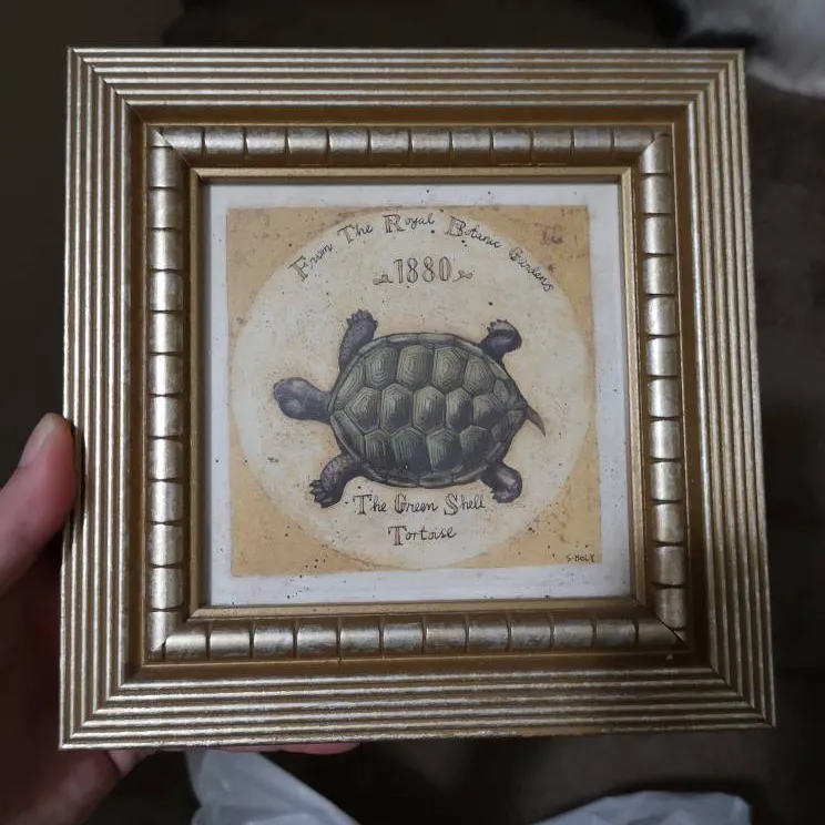 Turtle Picture With Gold Frame photo 1