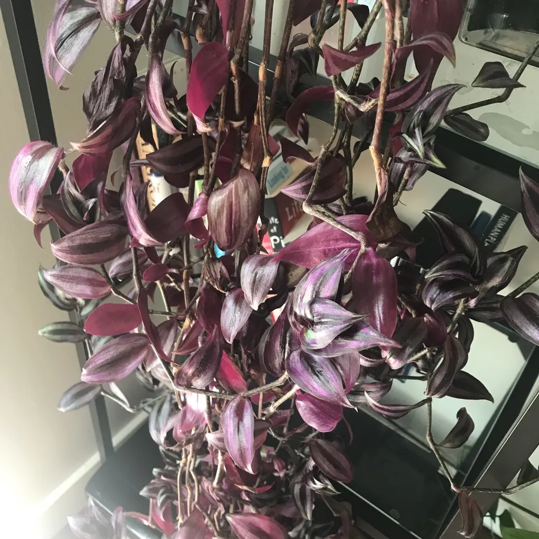 Tradescantia pallida, purple secretia, purple-heart, Purple Q... photo 1