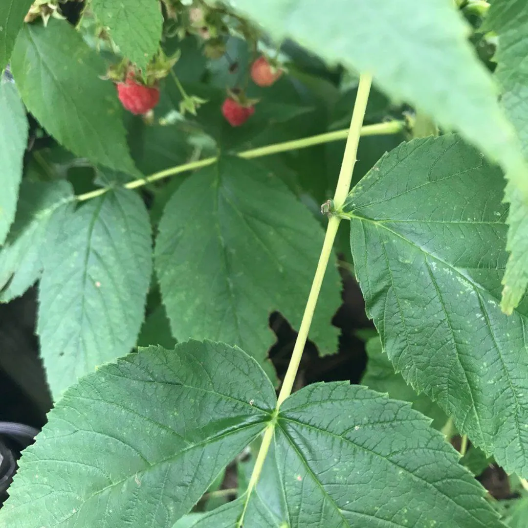 Raspberry Plants photo 1
