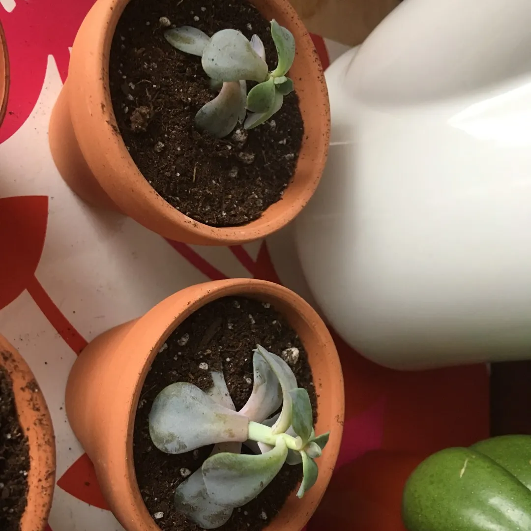 ALL PENDING - Succulents - Can Trade Separately photo 3