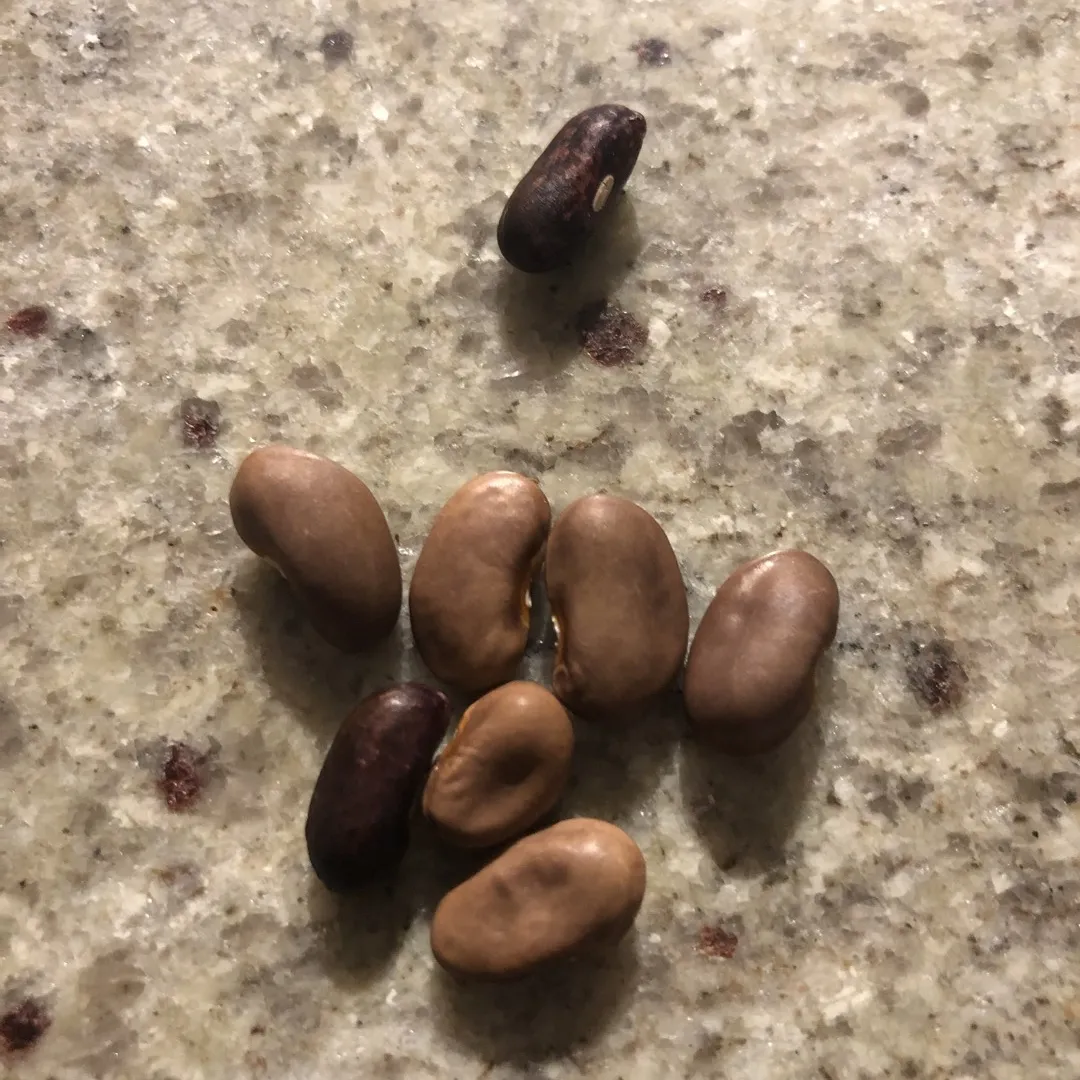 Pole Bean Seeds photo 3