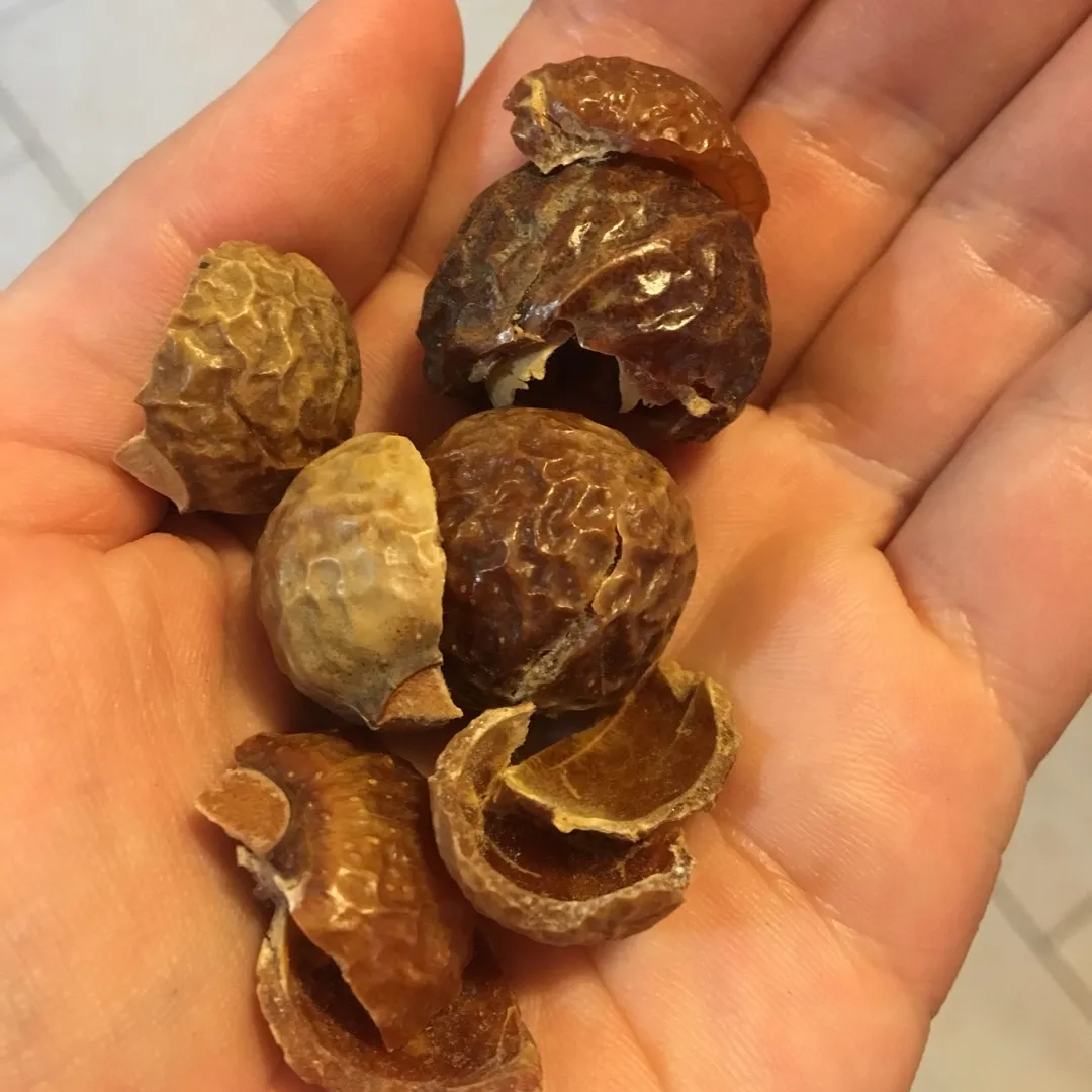 Sample Of Soap Nuts photo 1