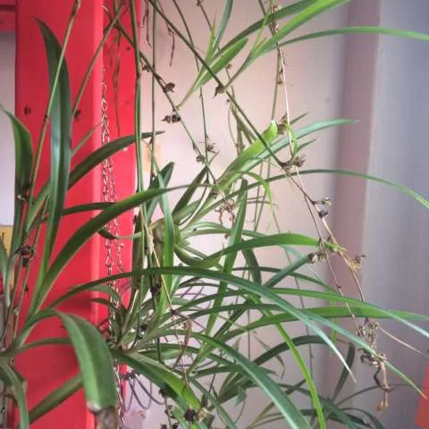 Baby spider Plants! photo 1