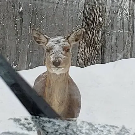 Unimpressed Deer photo 1