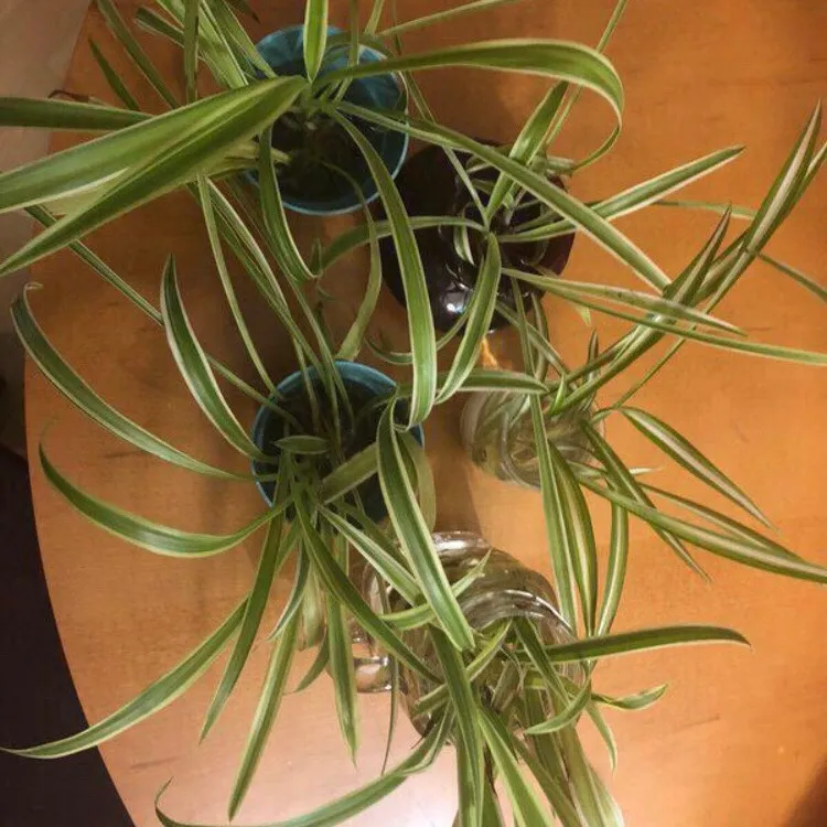 Tonnes Of Spider Plant Babies photo 1