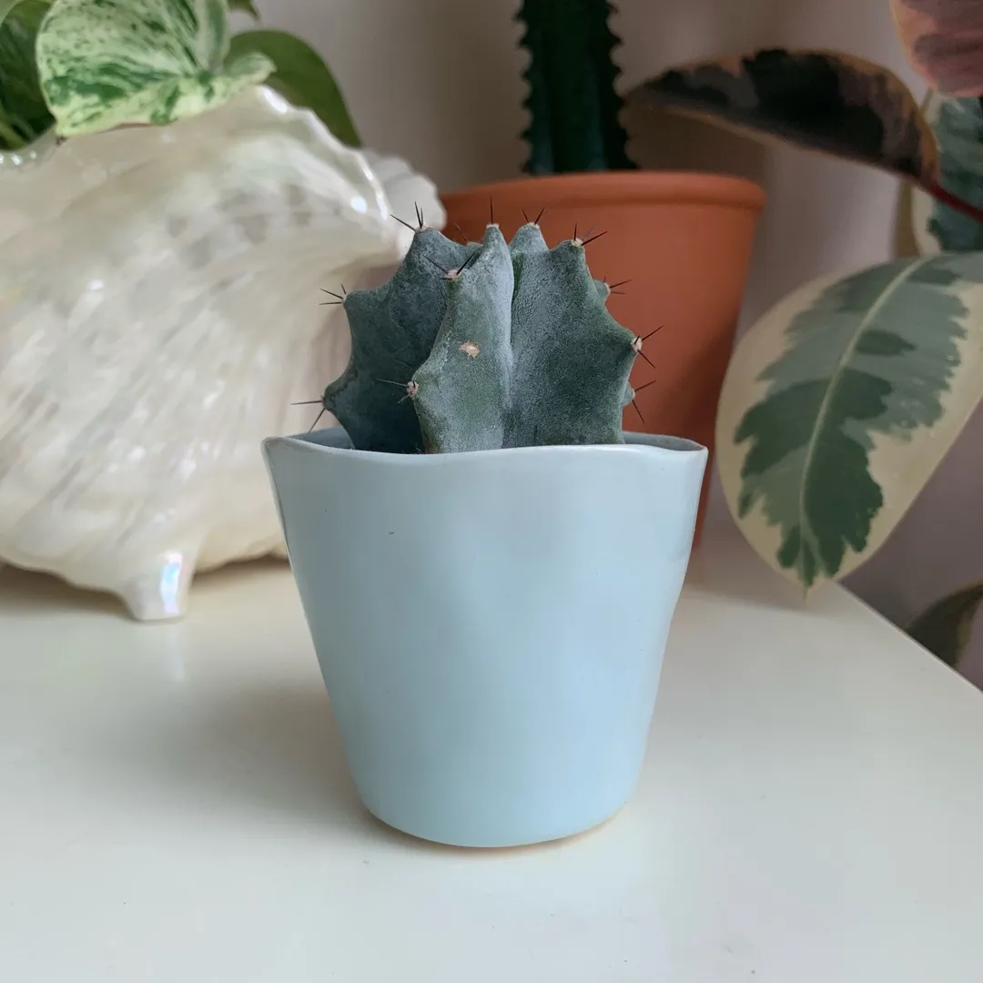 Blue Cactus, Blue Pot photo 1