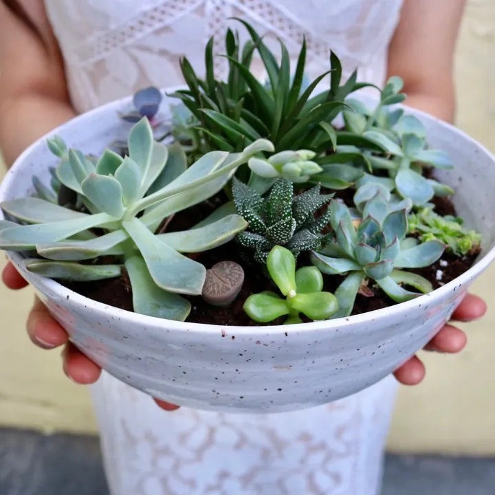 Large Ceramic Bowls With Assorted Succulents photo 1
