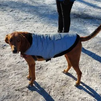 Space Age Dog Coat WITH Pocket photo 1