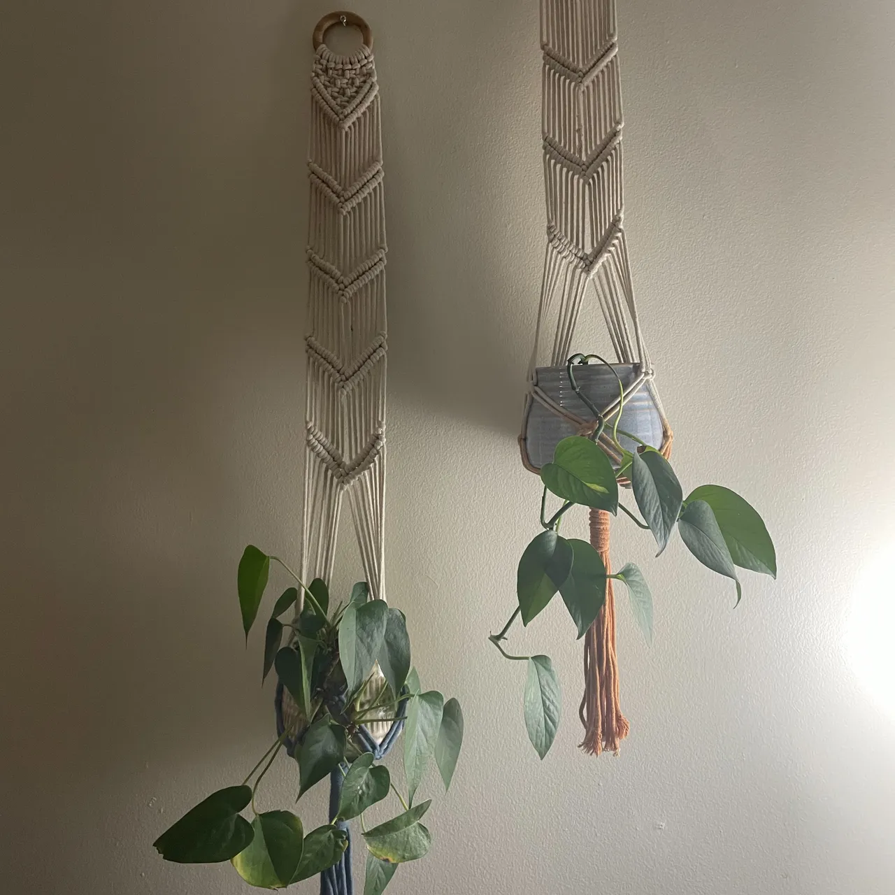 Hanging plants  photo 1
