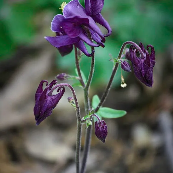 Seeds - Purple Columbine photo 1