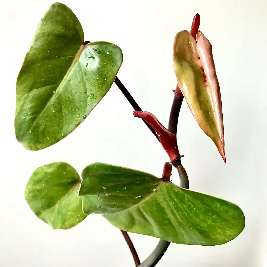 Rare Red Emerald Philodendron Cutting Plant 💃🏻🥰🌿 photo 4