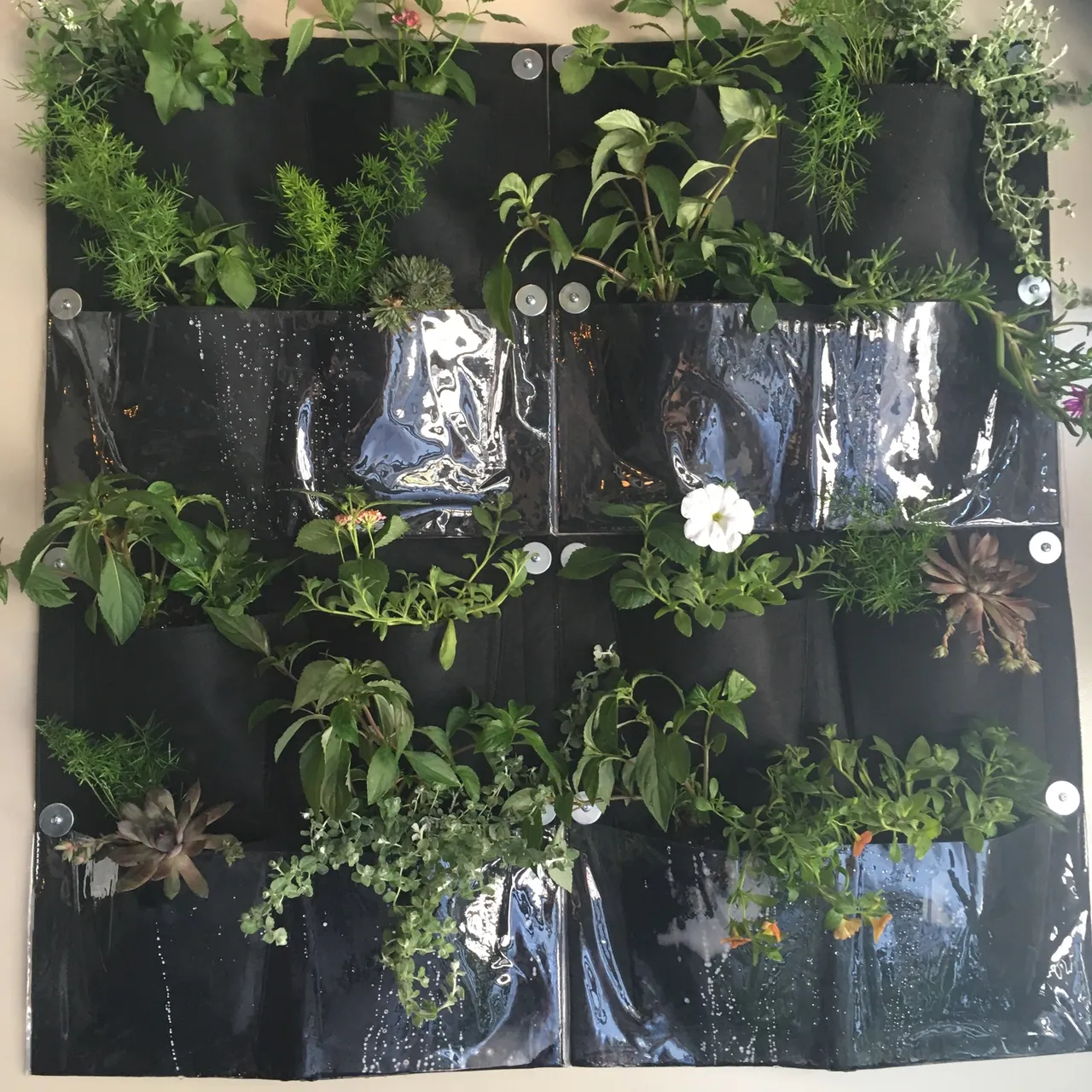 DIY Living Plant Wall Modules photo 1