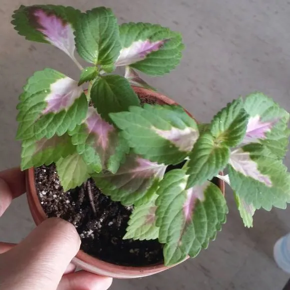 Coleus 2 Rooted cuttings photo 1