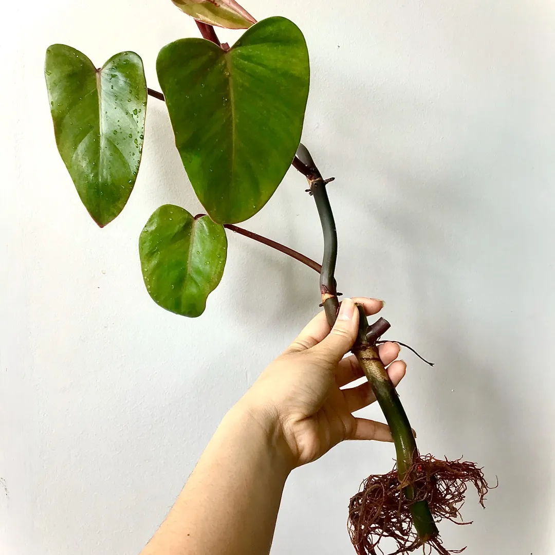 Rare Red Emerald Philodendron Cutting Plant 💃🏻🥰🌿 photo 1