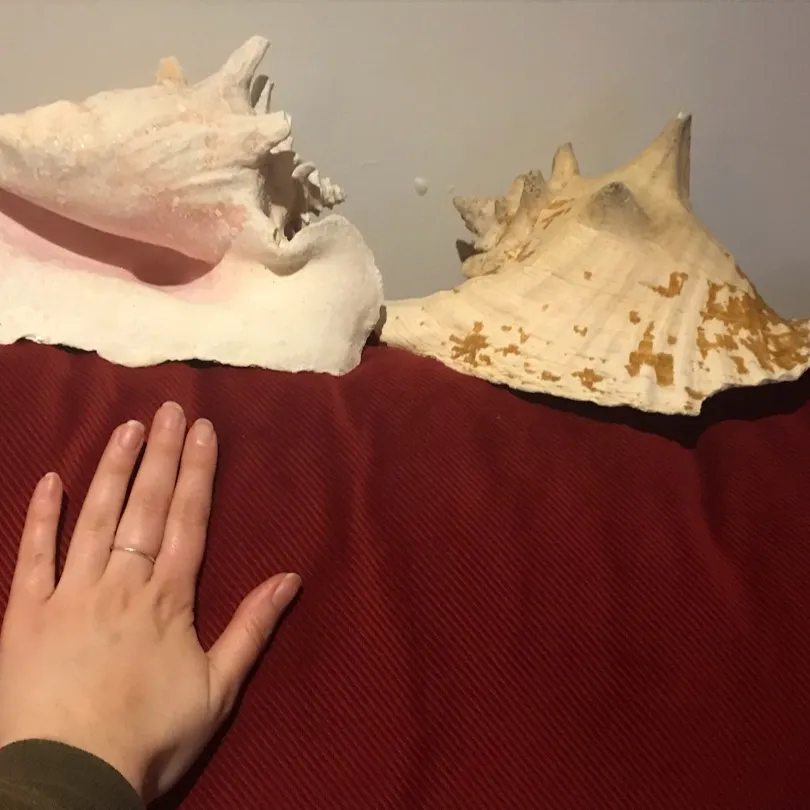 Authentic Conch Shells photo 1