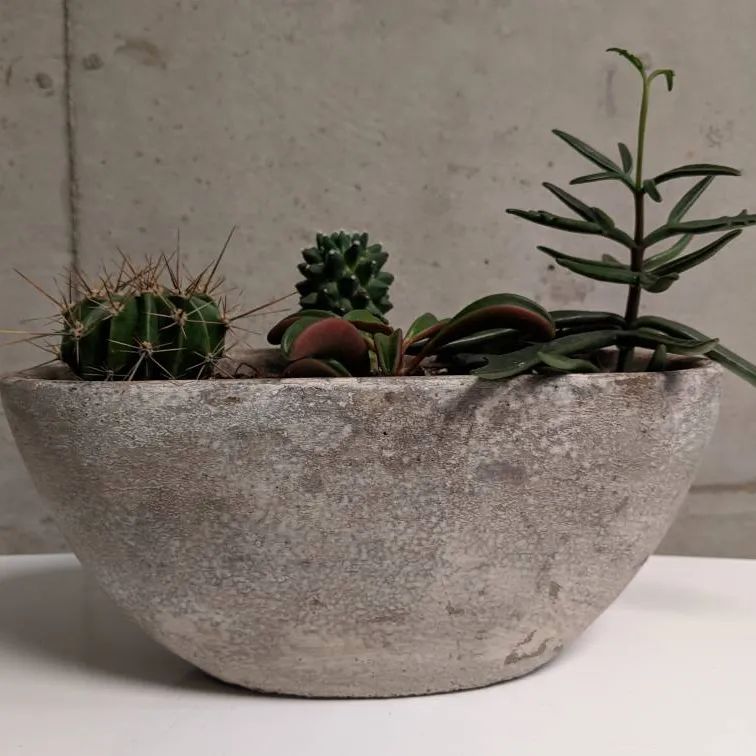 This Potted Cacti Arrangement photo 6