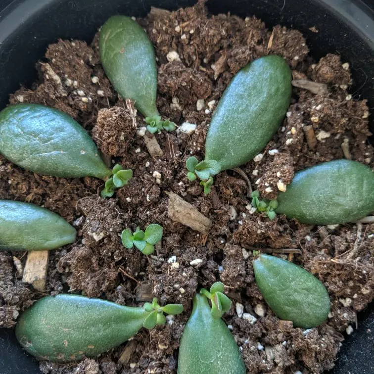 FREE baby jade plants photo 1