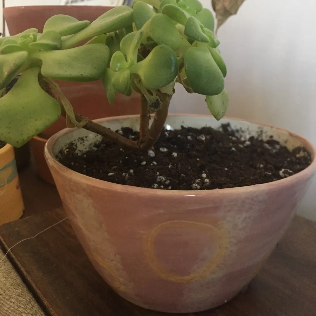 Plant Pot With Succulent photo 3