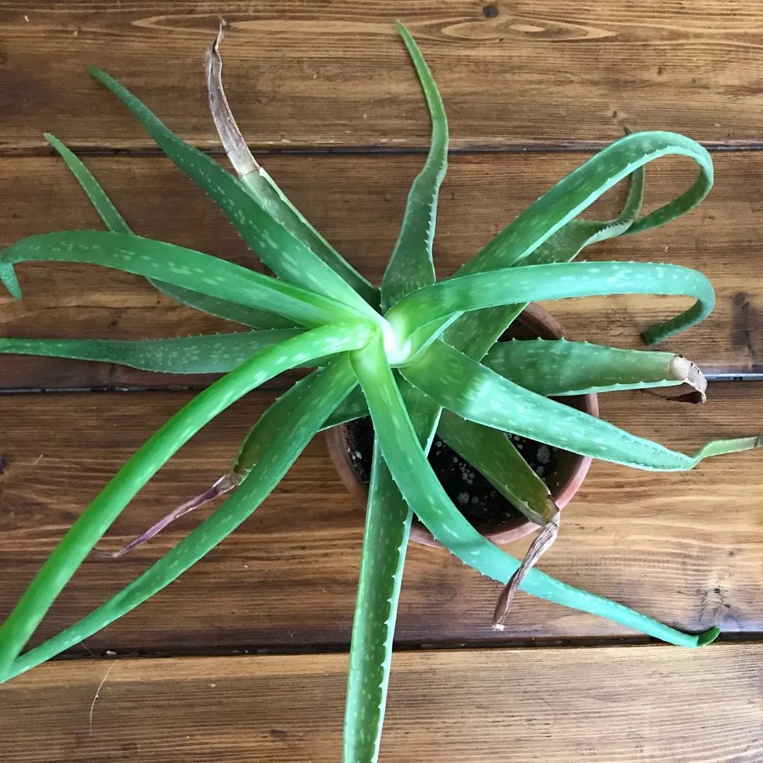 *Free* Sad Aloe Plant photo 3