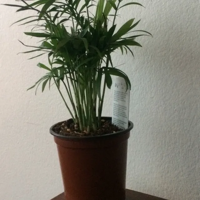 Plant photo 1