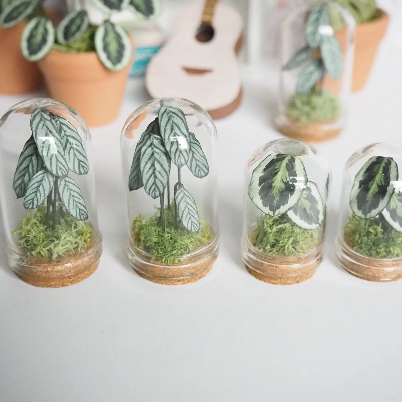 Miniature Prayer Plant in Glass Cloche photo 6