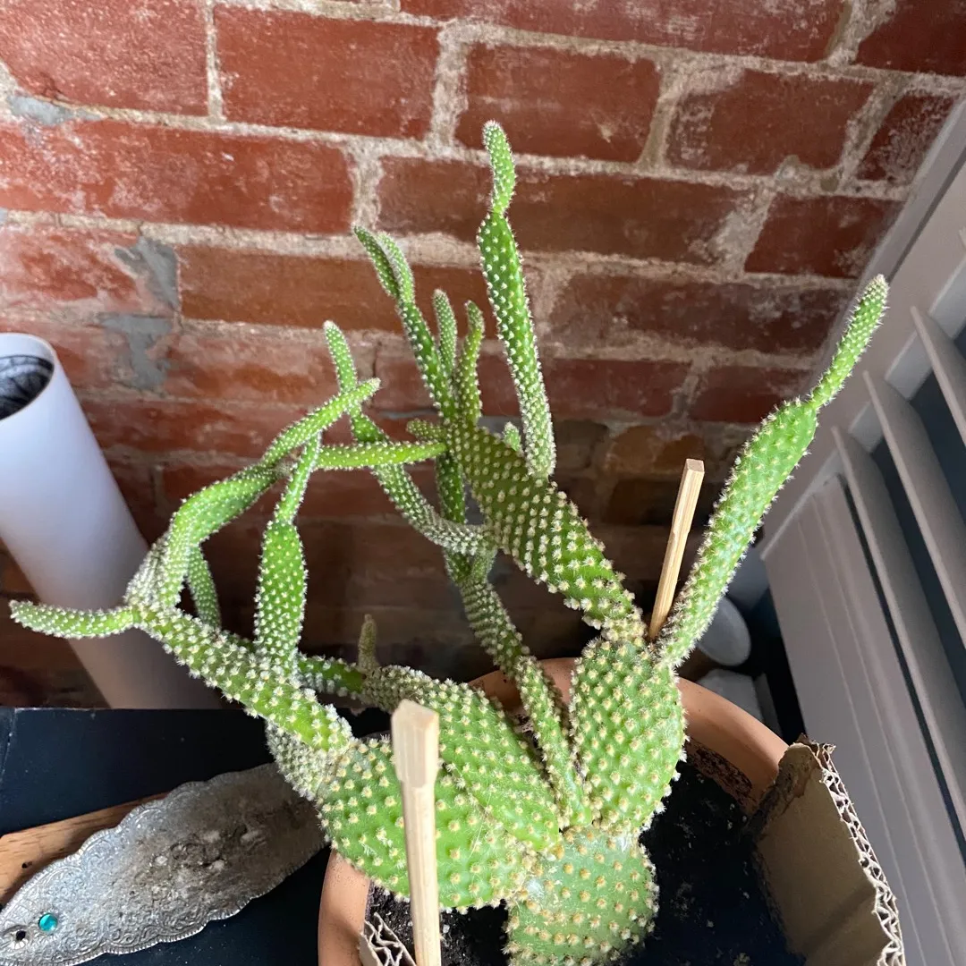 super spikey cactus 🌵 photo 1