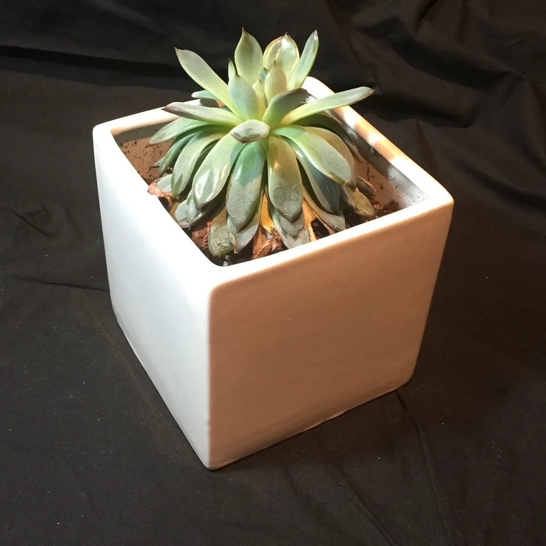 Succulent In Ceramic Pot photo 1