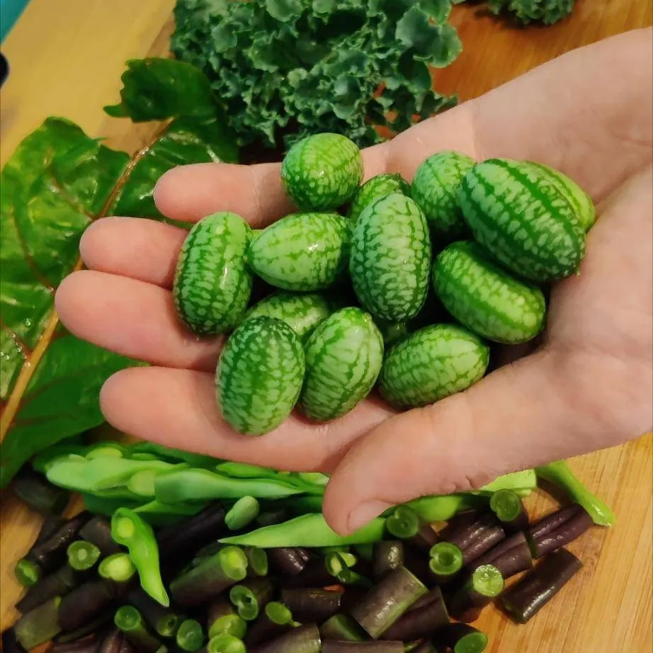 Cucamelons From My Garden photo 1