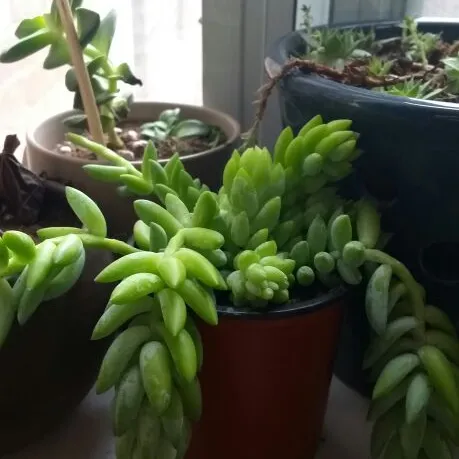 Donkey's Tail Succulent Pups photo 1