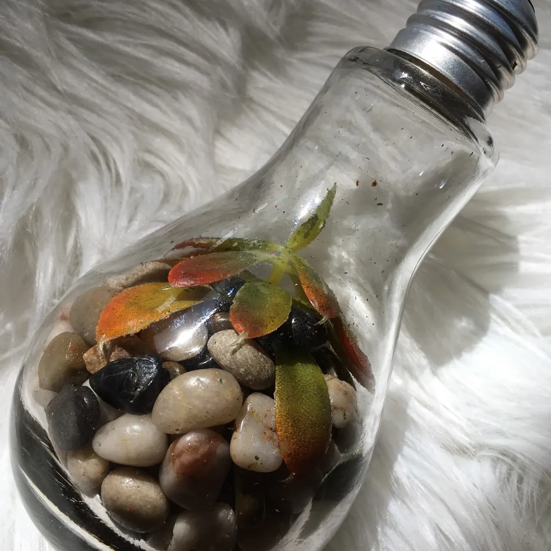 Succulent In Light Bulb photo 1