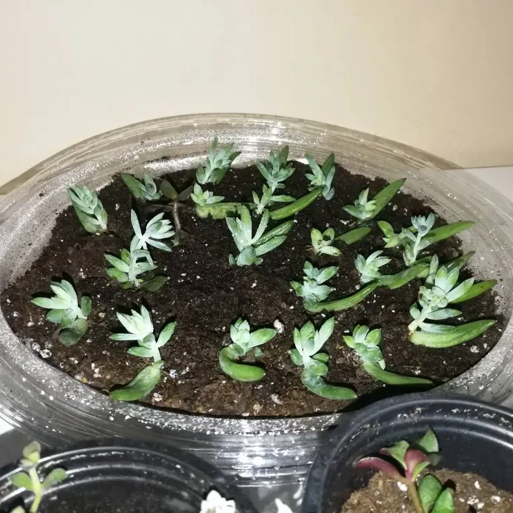 Small Baby Succulents, Plants photo 1