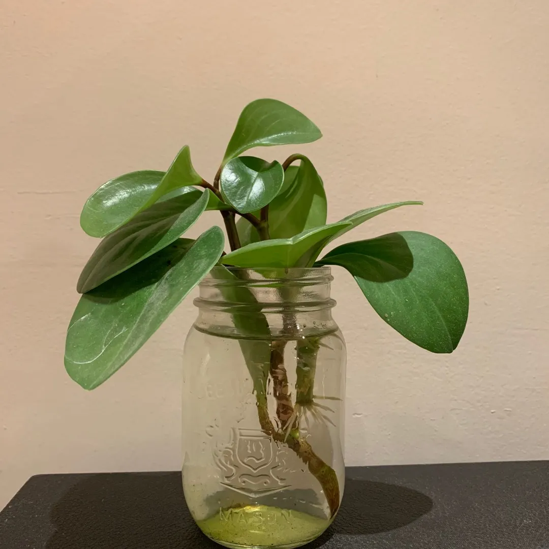 Peperomia Clippings photo 1