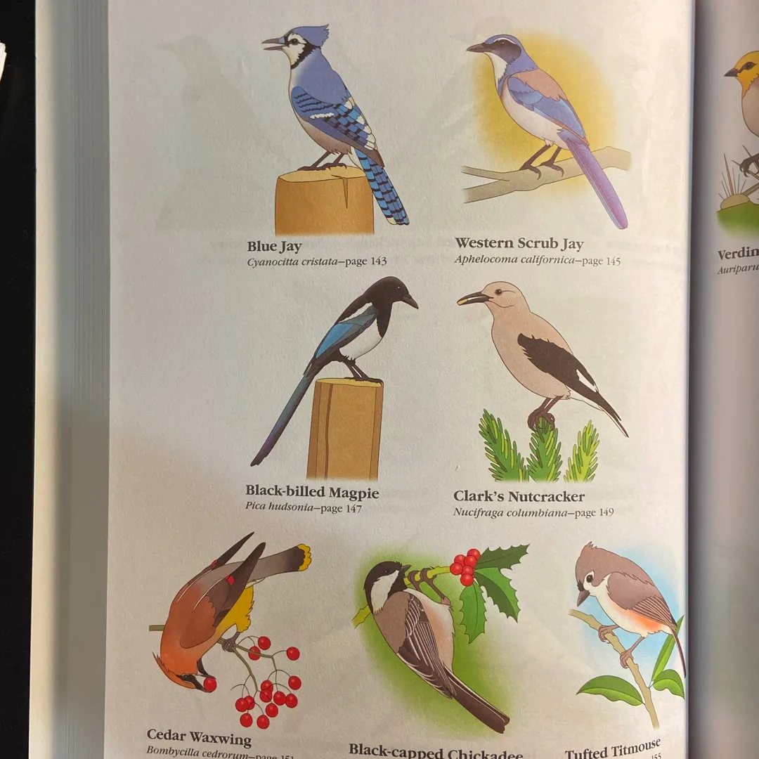 Bird Colouring Book! photo 4