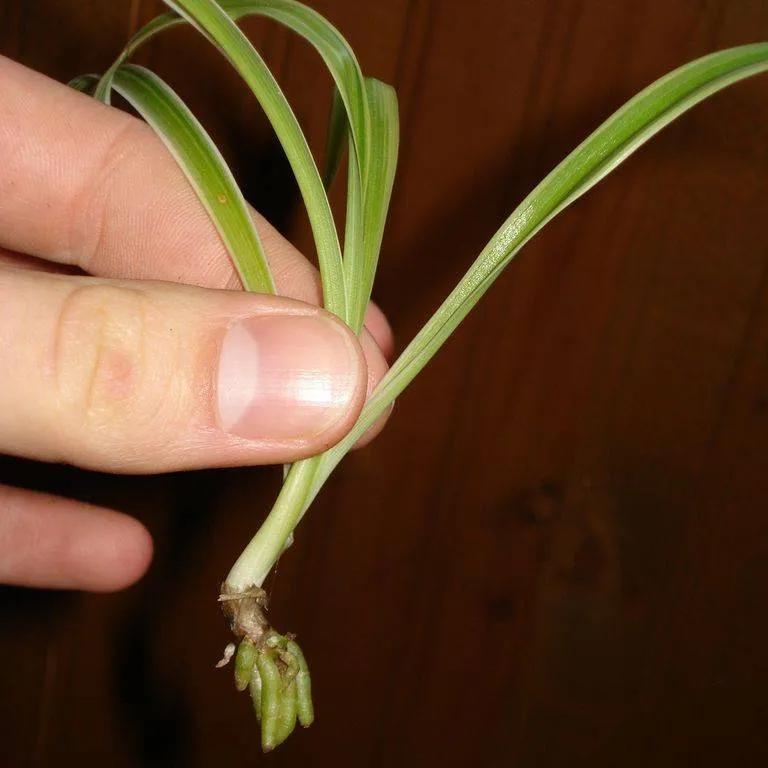 Rooted baby spiderplants! photo 1