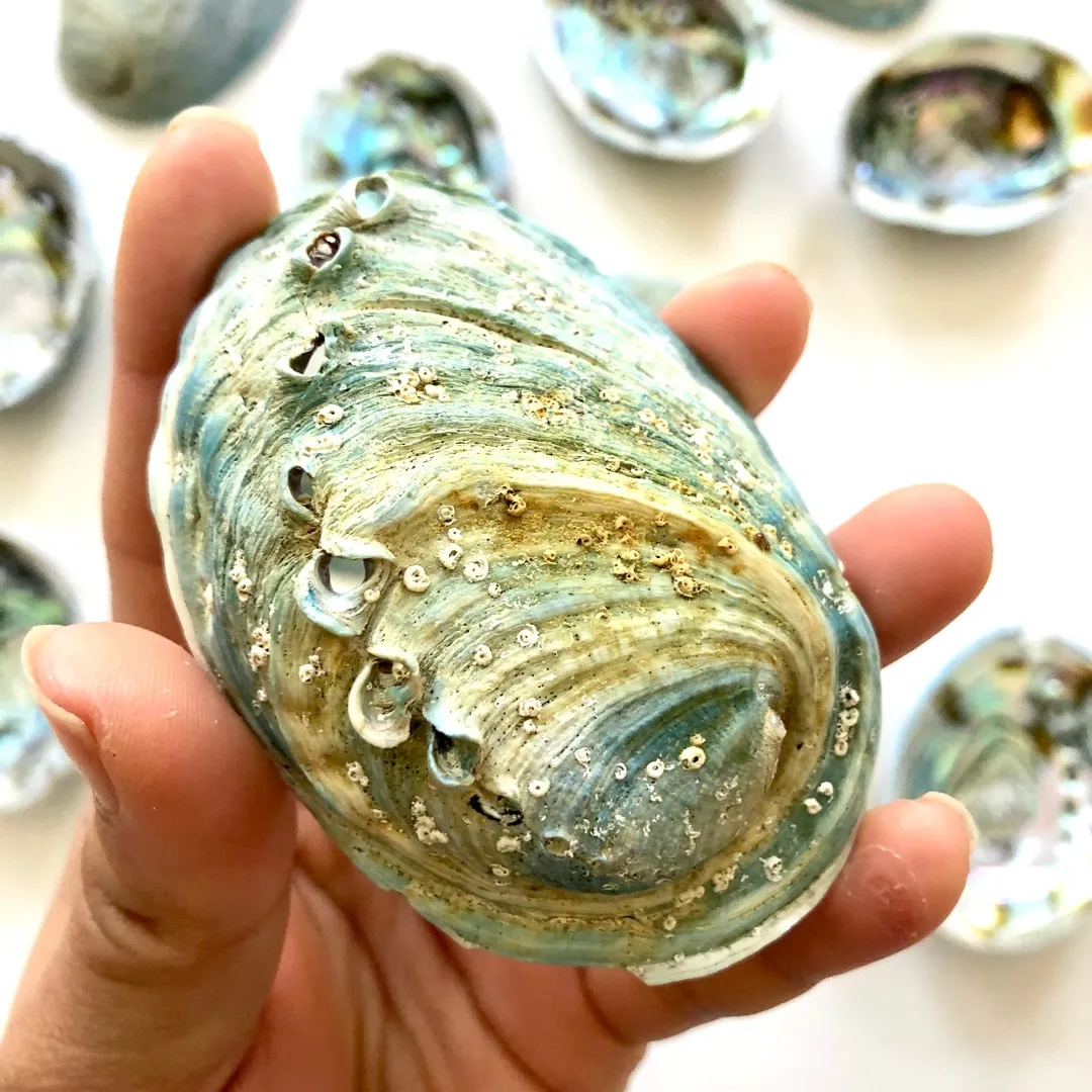 Abalone Shells photo 4