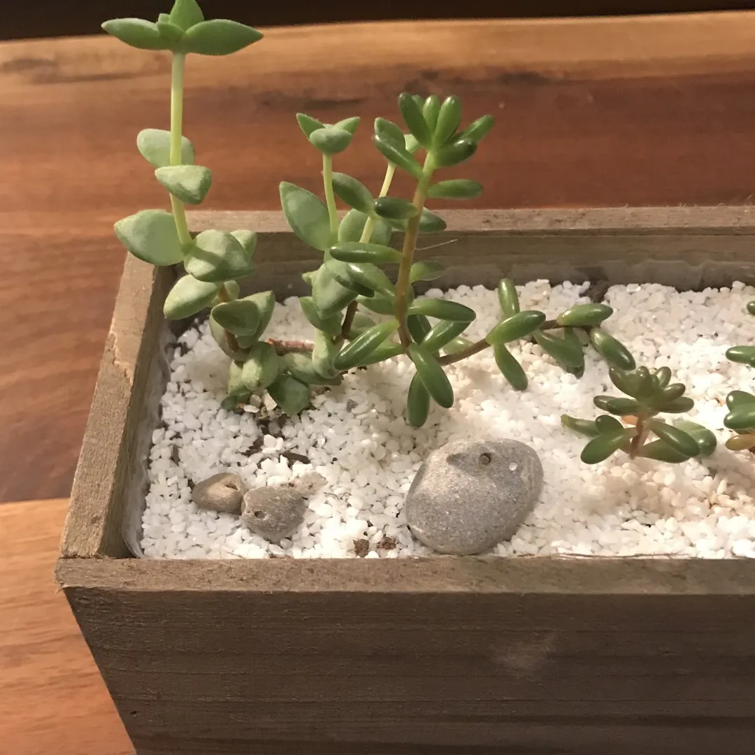 Succulents In Wooden Container photo 3