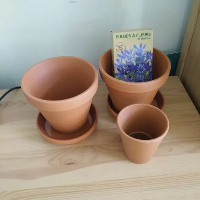 Terracotta Pots and Flowering Bulbs photo 1