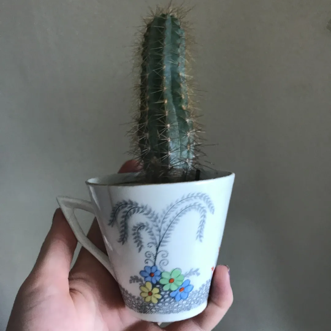 Cactus In Teacup photo 1