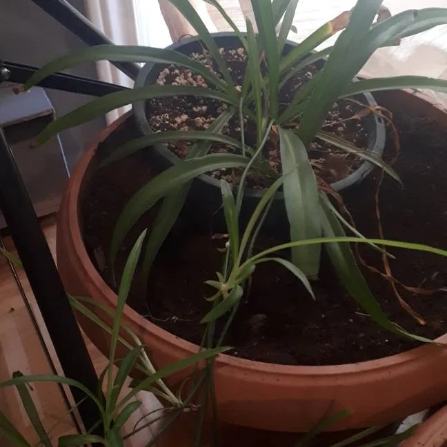 Baby Spider Plant! photo 1