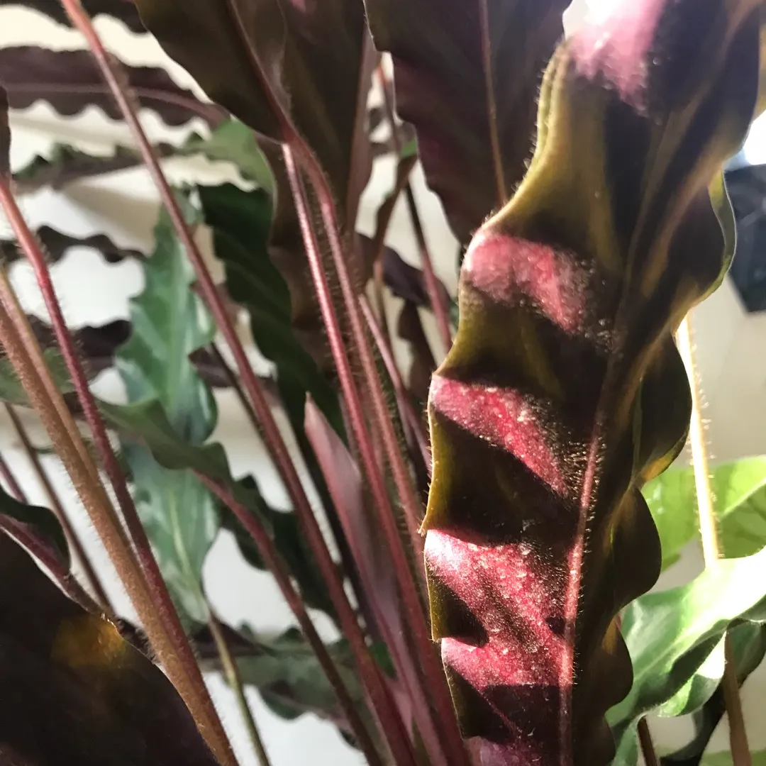 Calathea Rufibarba Fuzzy 💃🏻🌿 Plant photo 4