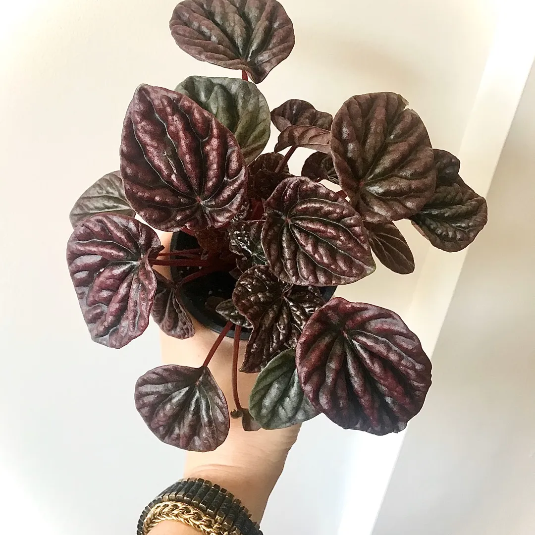 Peperomia Burgundy 🌿💕 Plant photo 1