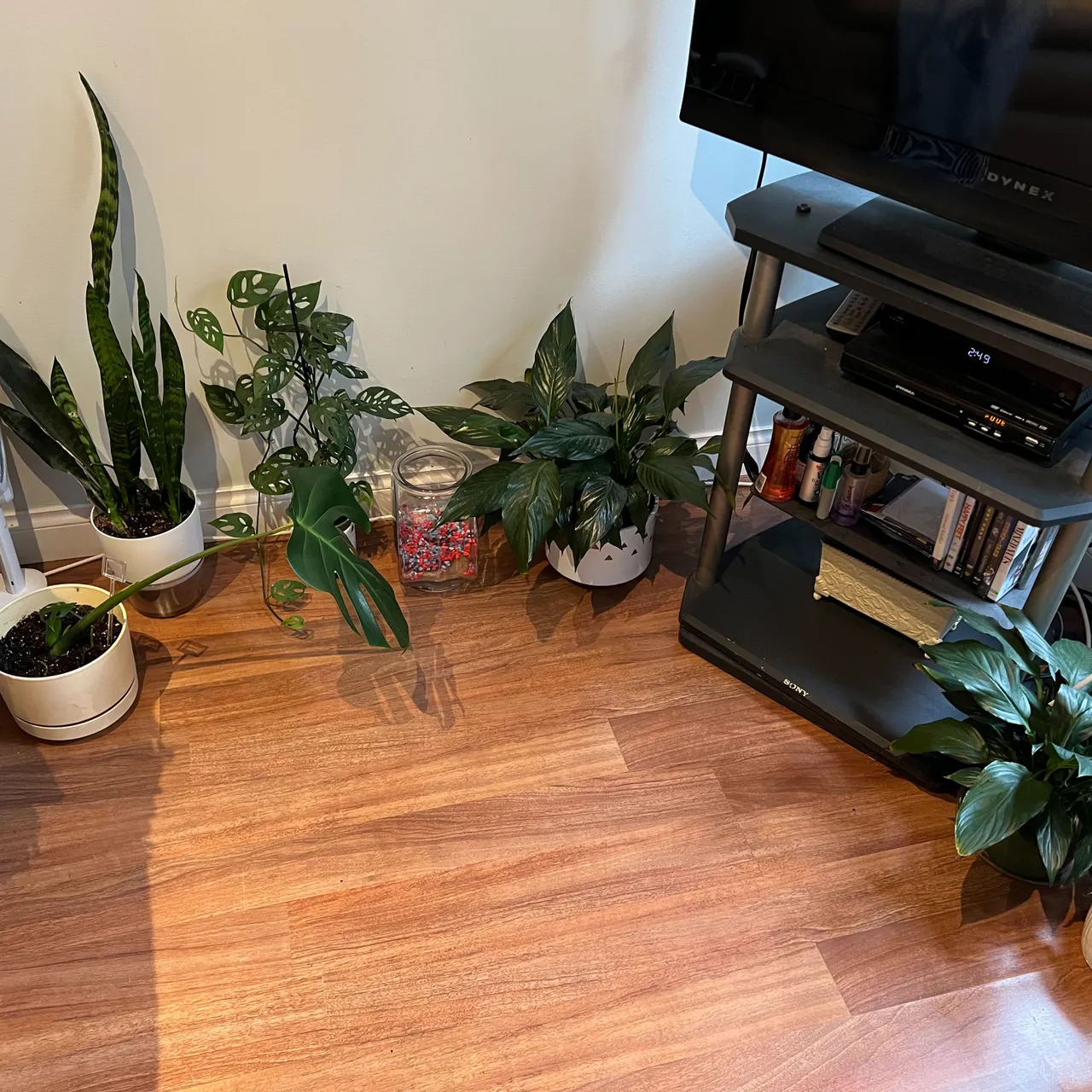 Indoor Trapical Plants photo 1