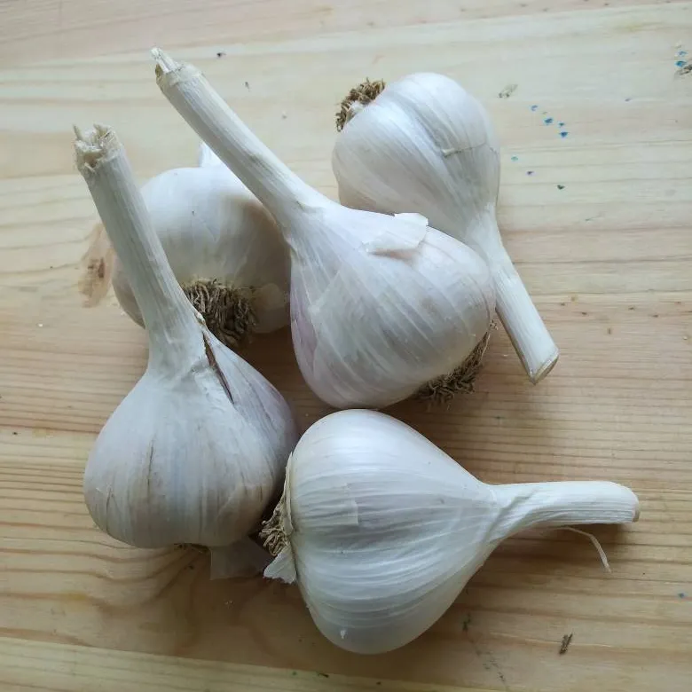 Organic Fresh Garlic photo 1